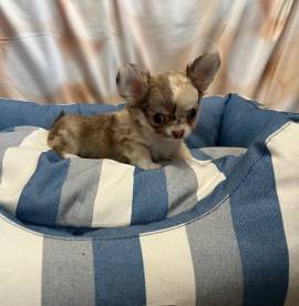 cucciolo di Chihuahua bicolor pelo lungo maschio