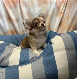 cucciolo di Chihuahua bicolor pelo lungo maschio