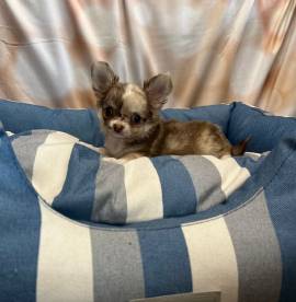 cucciolo di Chihuahua bicolor pelo lungo maschio