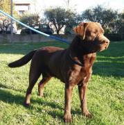 LABRADOR ADULTA FEMMINA 