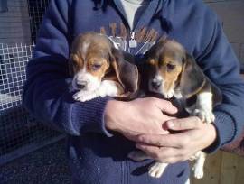Cuccioli di Beagle socialmente addomesticati
