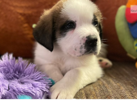 Cuccioli San Bernardo In Regalo