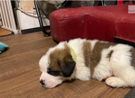 Cuccioli San Bernardo In Regalo