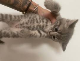 Vendo gattini British shorthair