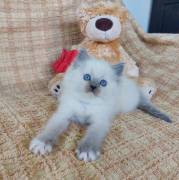 Gattino RAGDOLL con pedigree