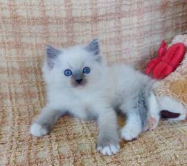 Gattino RAGDOLL con pedigree