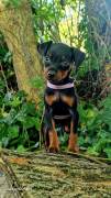 Pinscher nani 