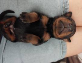 cuccioli Dobermann