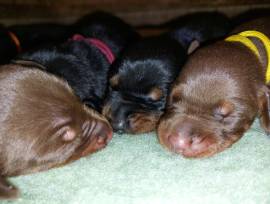 cuccioli Dobermann