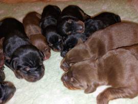 cuccioli Dobermann