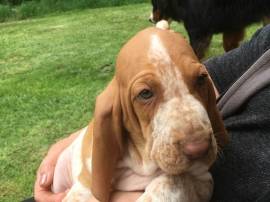 cuccioli bracco italiano