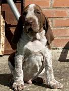 cuccioli bracco italiano