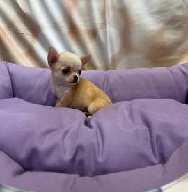  cucciola di Chihuahua crema femmina