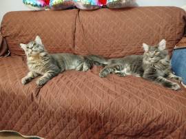 MAINE COON TAGLIA GRANDE