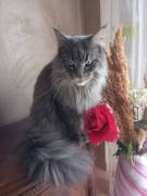 MAINE COON TAGLIA GRANDE