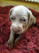 cuccioli di weimaraner 