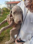 cuccioli di weimaraner 