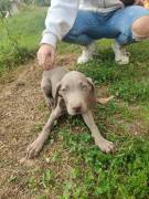 cuccioli di weimaraner 