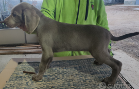 cuccioli di weimaraner 