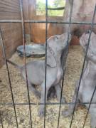 cuccioli di weimaraner 