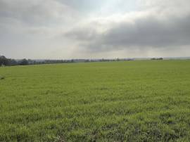 Terreno agricolo corpo unico di circa 17 ha 