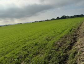 Terreno agricolo corpo unico di circa 17 ha 