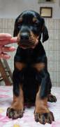 cuccioli Dobermann