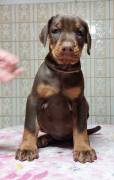 cuccioli Dobermann