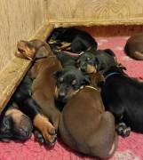 cuccioli Dobermann