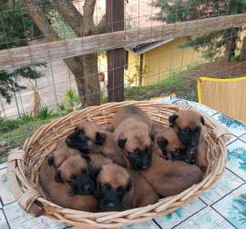 Cuccioli Malinois