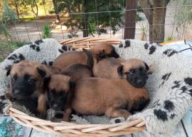 Cuccioli Malinois