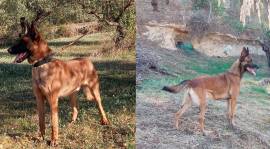 Cuccioli Malinois