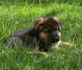 Cuccioli Pastore Tedesco