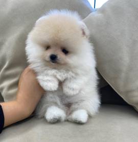 Regalo cuccioli di pomerania maschi e femmine