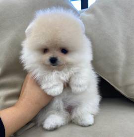 Regalo cuccioli di pomerania maschi e femmine