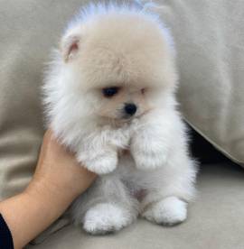 Regalo cuccioli di pomerania maschi e femmine