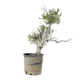 Bonsai Timo Andaluz (Prebonsai)