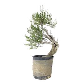 Bonsai Timo Andaluz (Prebonsai)