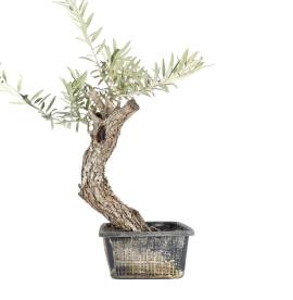 Bonsai Olivo (Prebonsai)