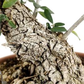 Bonsai Ullastre (Prebonsai).