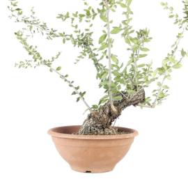 Bonsai Ullastre (Prebonsai).