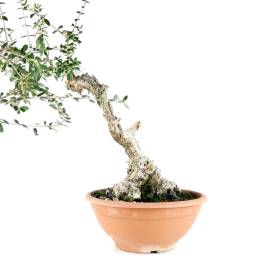 Bonsai Ullastre (Prebonsai).