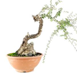 Bonsai Ullastre (Prebonsai).