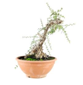 Bonsai Ullastre (Prebonsai).