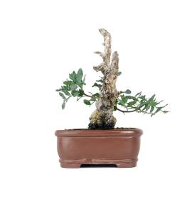 Bonsai Lentisco