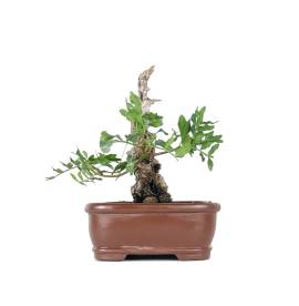 Bonsai Lentisco