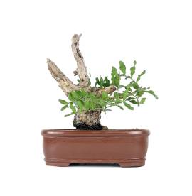 Bonsai Lentisco