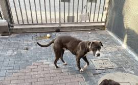 REGALO CUCCIOLI AMSTAFF 8 MESI