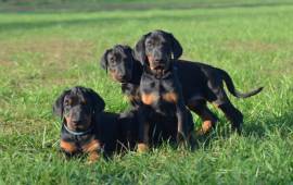 cuccioli Dobermann