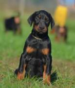 cuccioli Dobermann